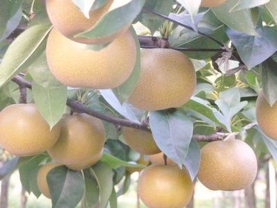 福島の梨(9月3日頃)