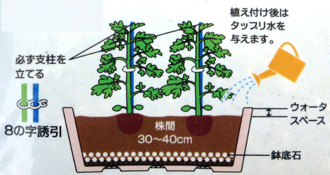 植え付け