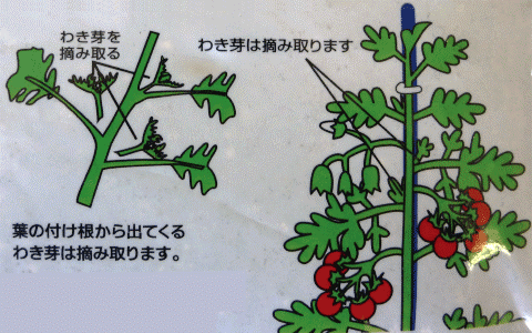 育て方のポイント