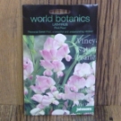 ���V���X�E���`�t�H���E�X�E�s���N�E�p�[�� Lathyrus Latifolius Pink Pearl