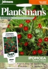 �A�C�|�~�A�E�J�[�f�B�i���E�N���C�}�[ Ipomoea Cardinal Climber