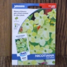 �j�R�`�A�i�E���C���E�O���[���EF1 Nicotiana x sanderae Lime Green F1