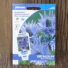 �G�����W���[���E�A���s�i���E�X�y���o�� Eryngium alpinum superbum