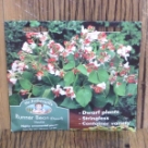 �����i�[�E�r�[���E�w�X�e�B�A Runner Bean Hestia (Dwarf)