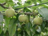 福島の梨(幸水・豊水・二十世紀)