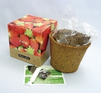 Plante Culture �i�v�����g�@�L�����`���A�j