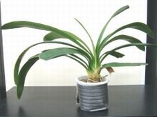 植木鉢での使用例