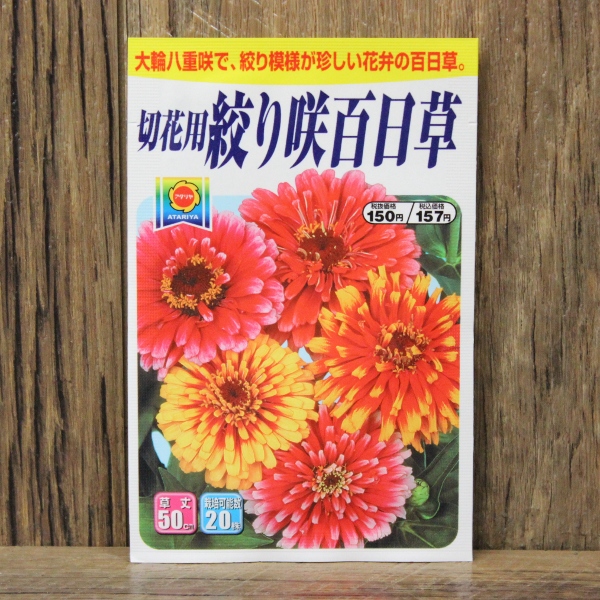 切花用 絞り咲百日草 種 アタリヤ