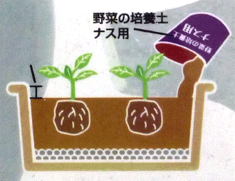 3.ウォータースペースを考え、苗を植え付けます。