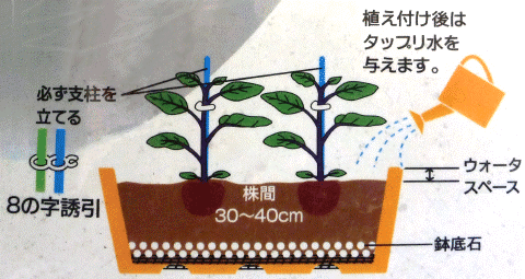 植え付け