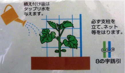 植え付け