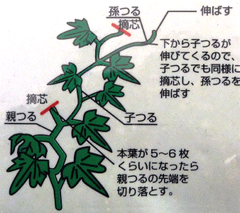 育て方のポイント