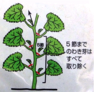 育て方のポイント