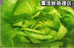 葉活酢（ようかつす）のサラダ菜での使用事例