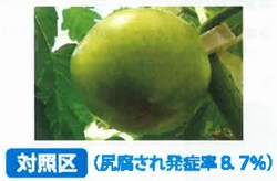 葉活酢（ようかつす）のトマトでの使用事例