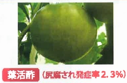 葉活酢（ようかつす）のトマトでの使用事例