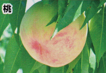 桃の圃場写真