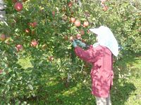 りんごの栽培風景