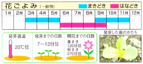 花壇 切花 鉢植用 マイクロアスター 姫アスターミックス 種子シリーズ