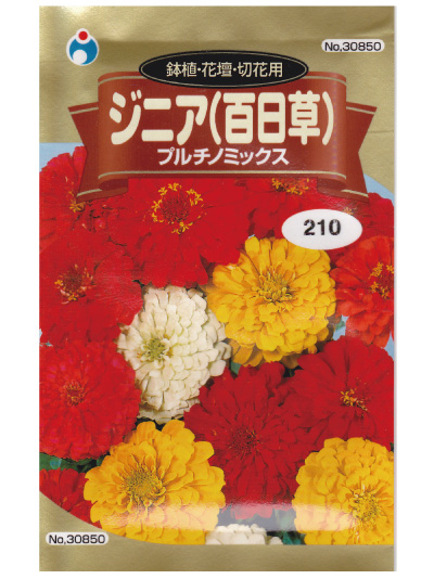 鉢植 花壇 切花用 ジニア 百日草 プルチノミックス 種子シリーズ